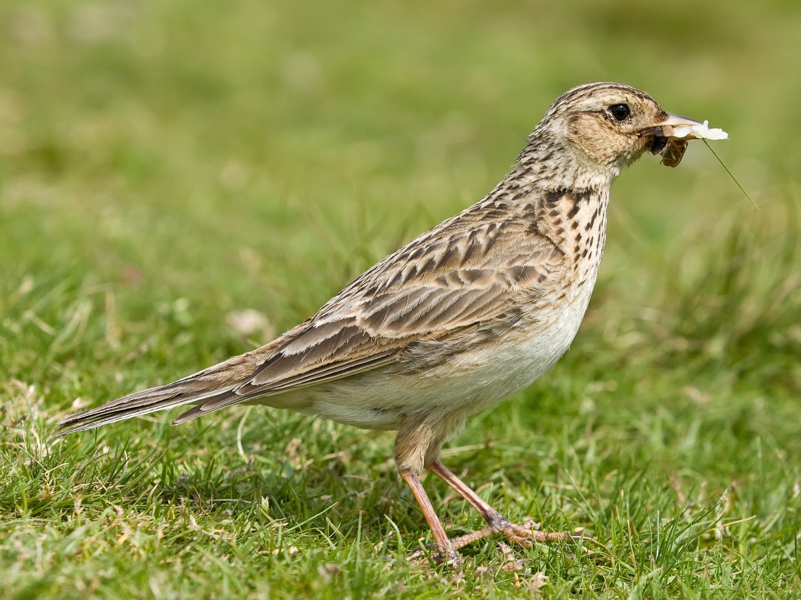 Skylark (Alauda arvensis)