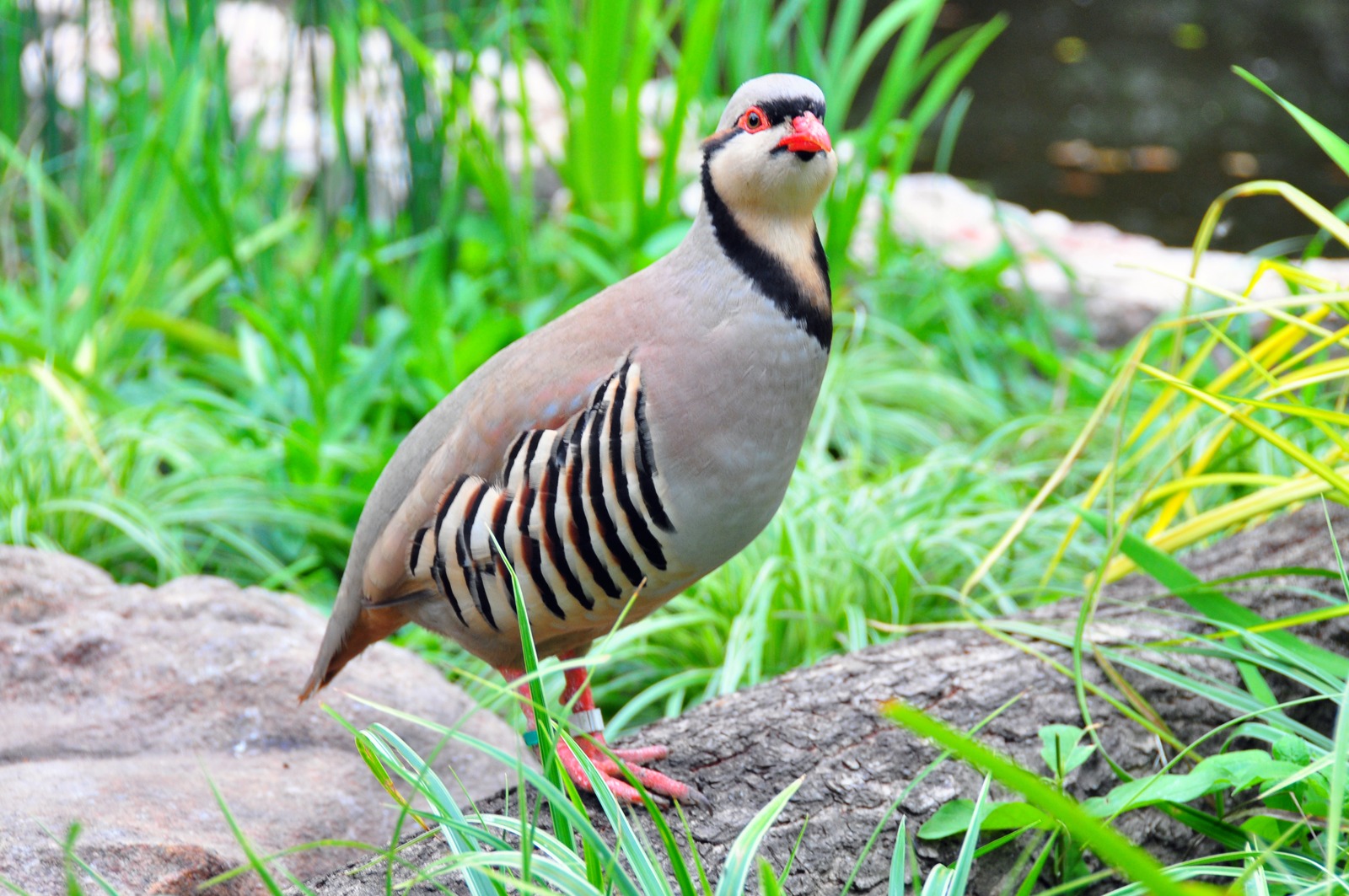 Chukar Partridge (Alectoris chukar)