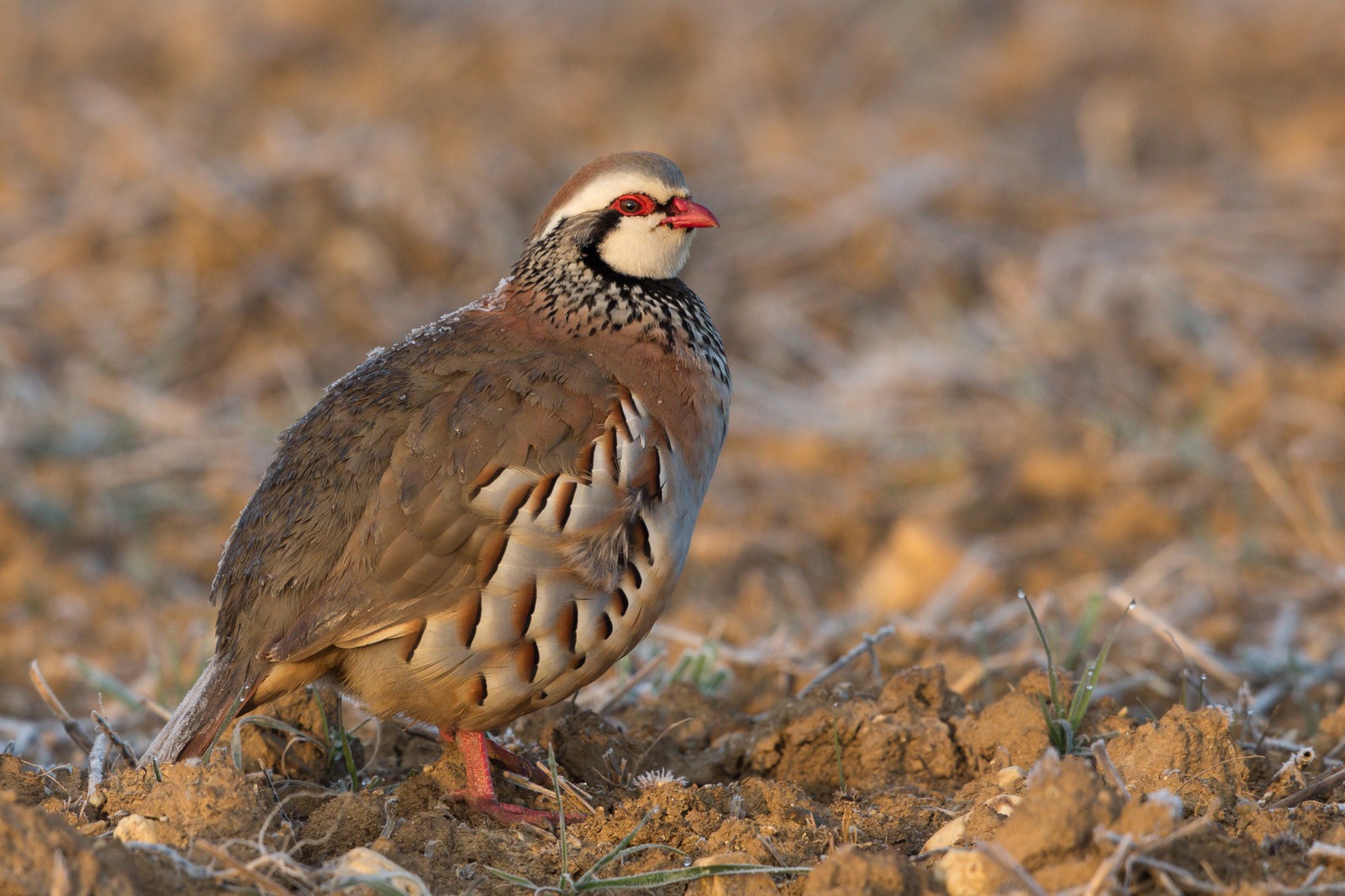 Red-legged Partridge (Alectoris rufa)