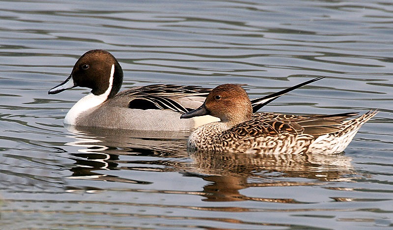 Pintail (Anas acuta)