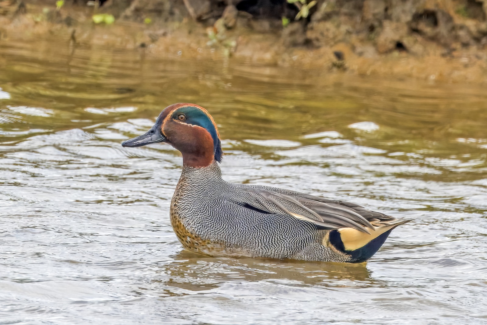 Teal (Anas crecca)