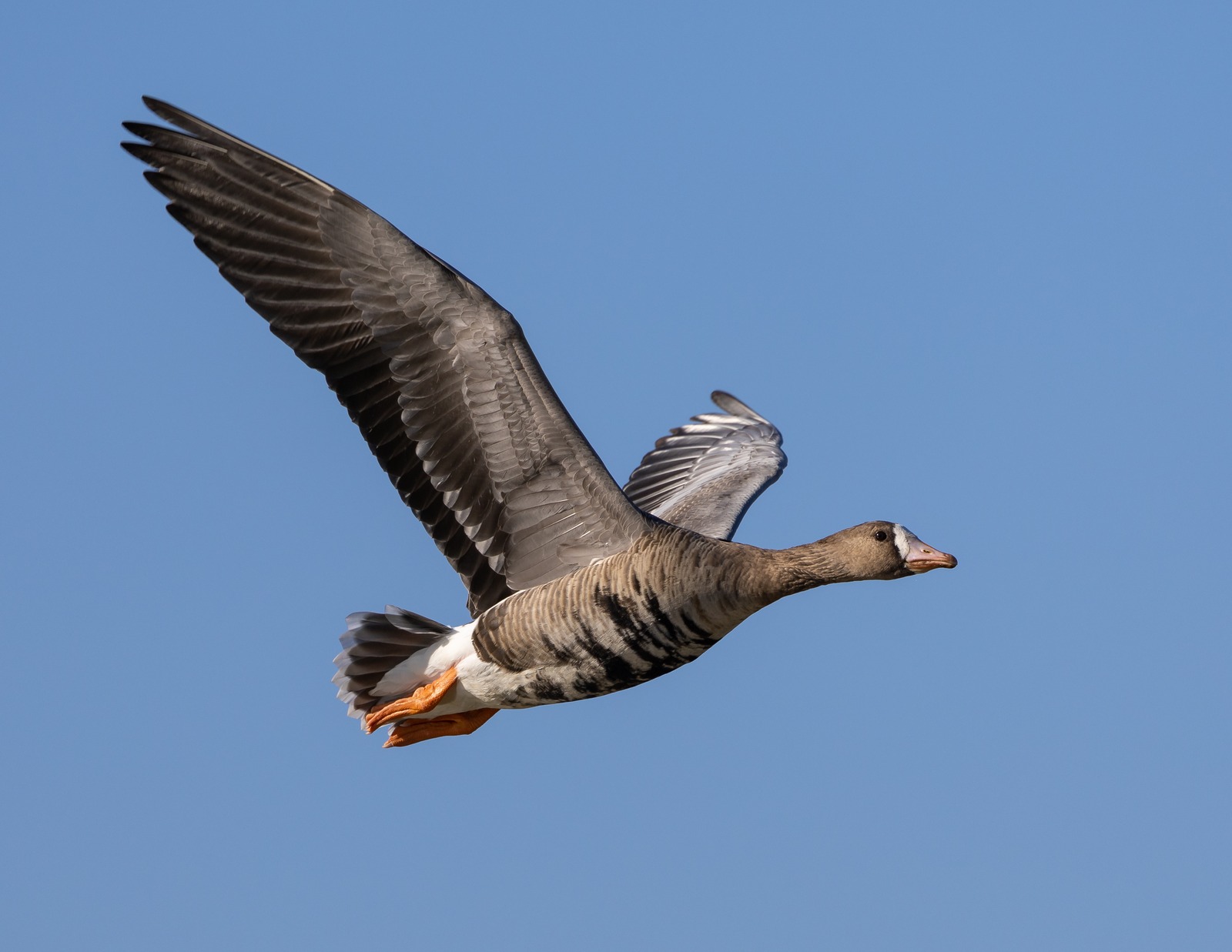 White-fronted Goose (Anser albifrons)