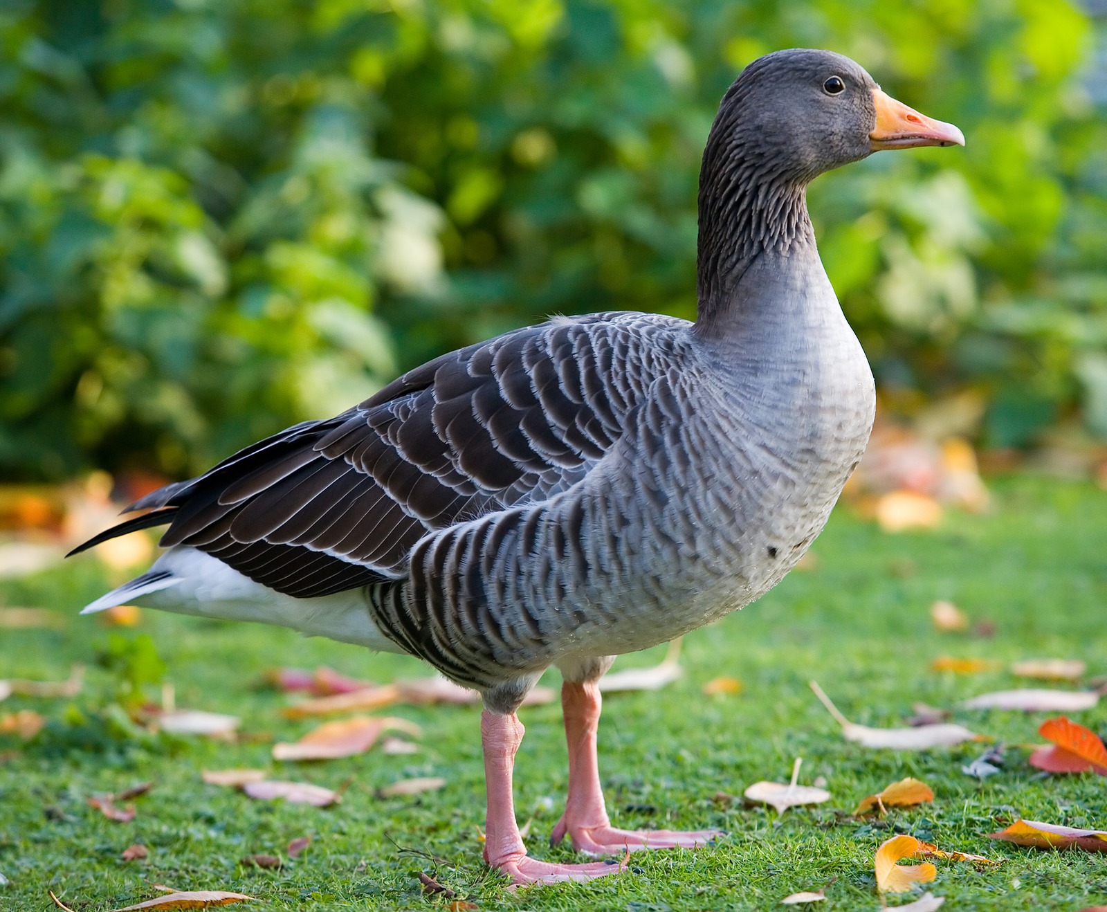 Greylag Goose (Anser anser)