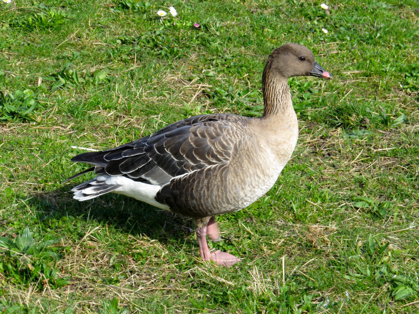 Pink-footed Goose (Anser brachyrhynchus)