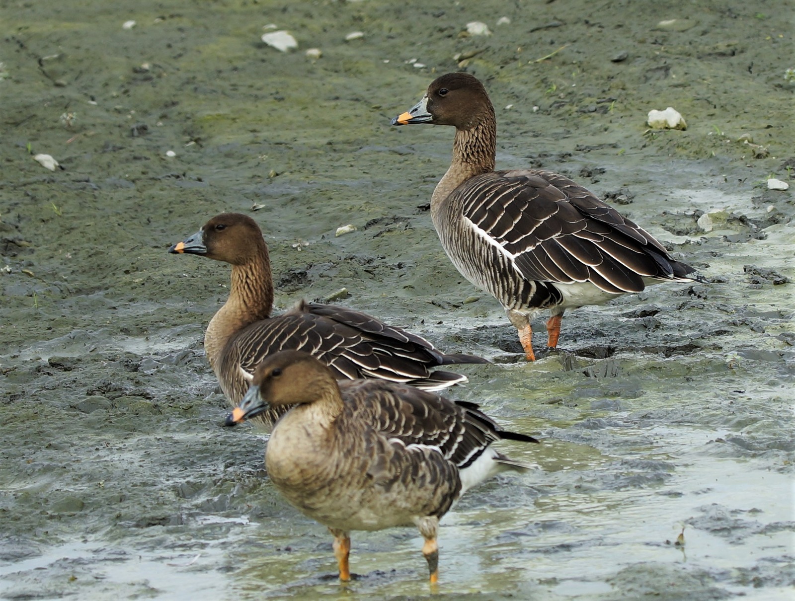 Bean Goose (Anser fabalis)