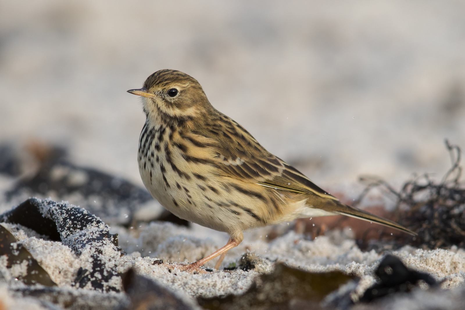Meadow Pipit (Anthus pratensis)