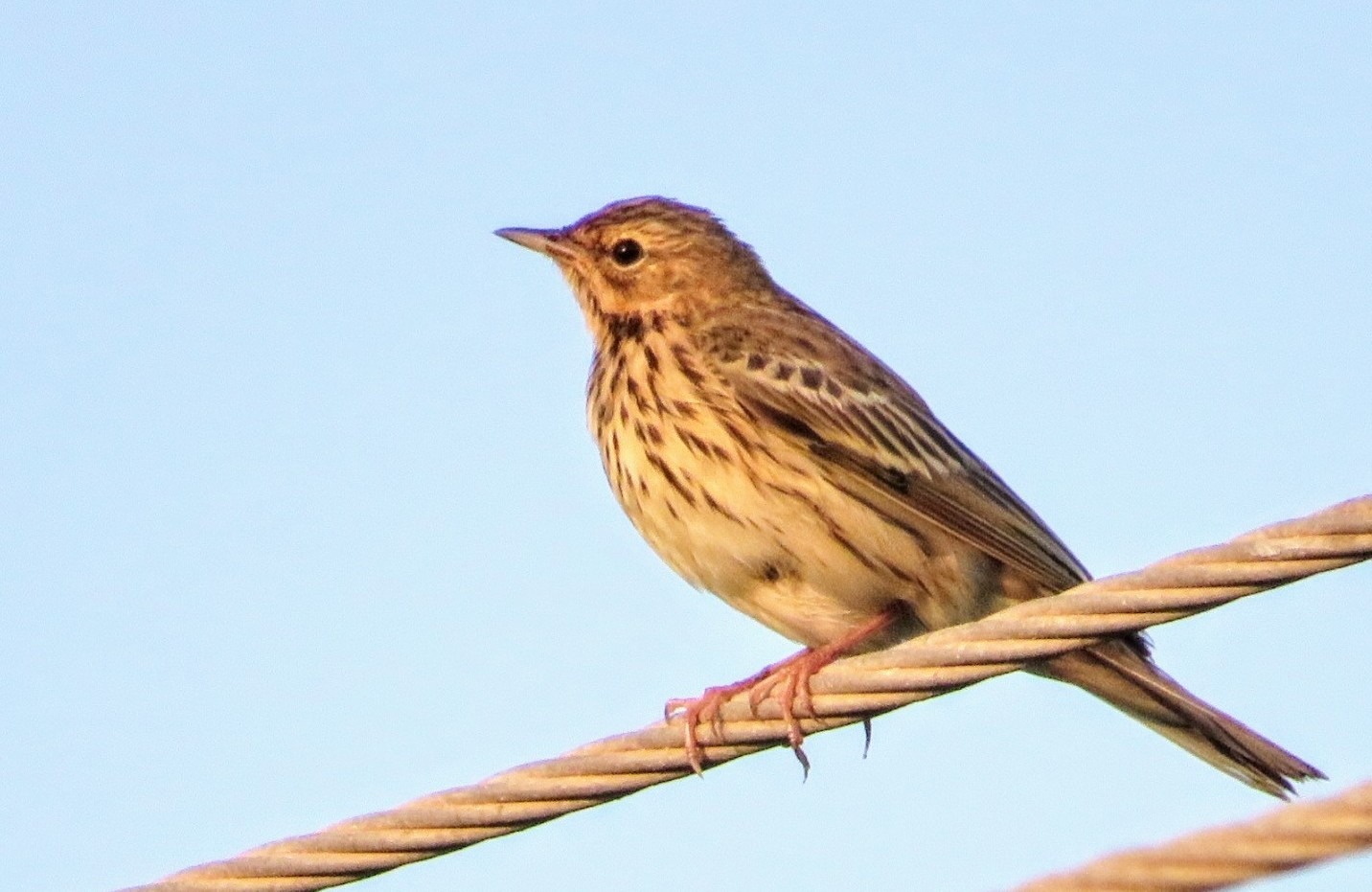 Tree Pipit (Anthus trivialis)