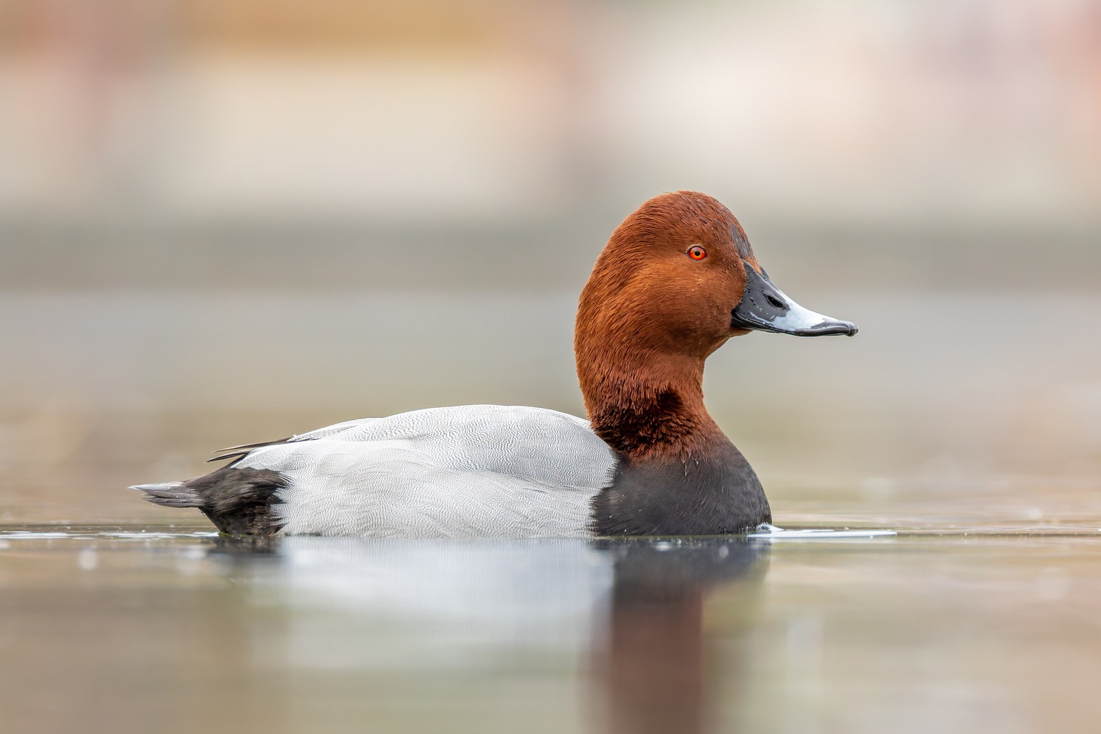 Pochard (Aythya ferina)
