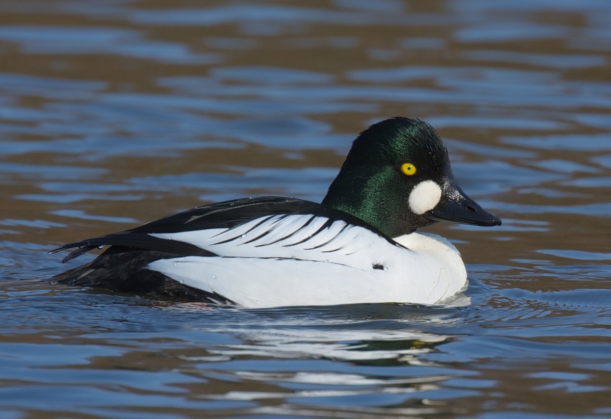Goldeneye (Bucephala clangula)