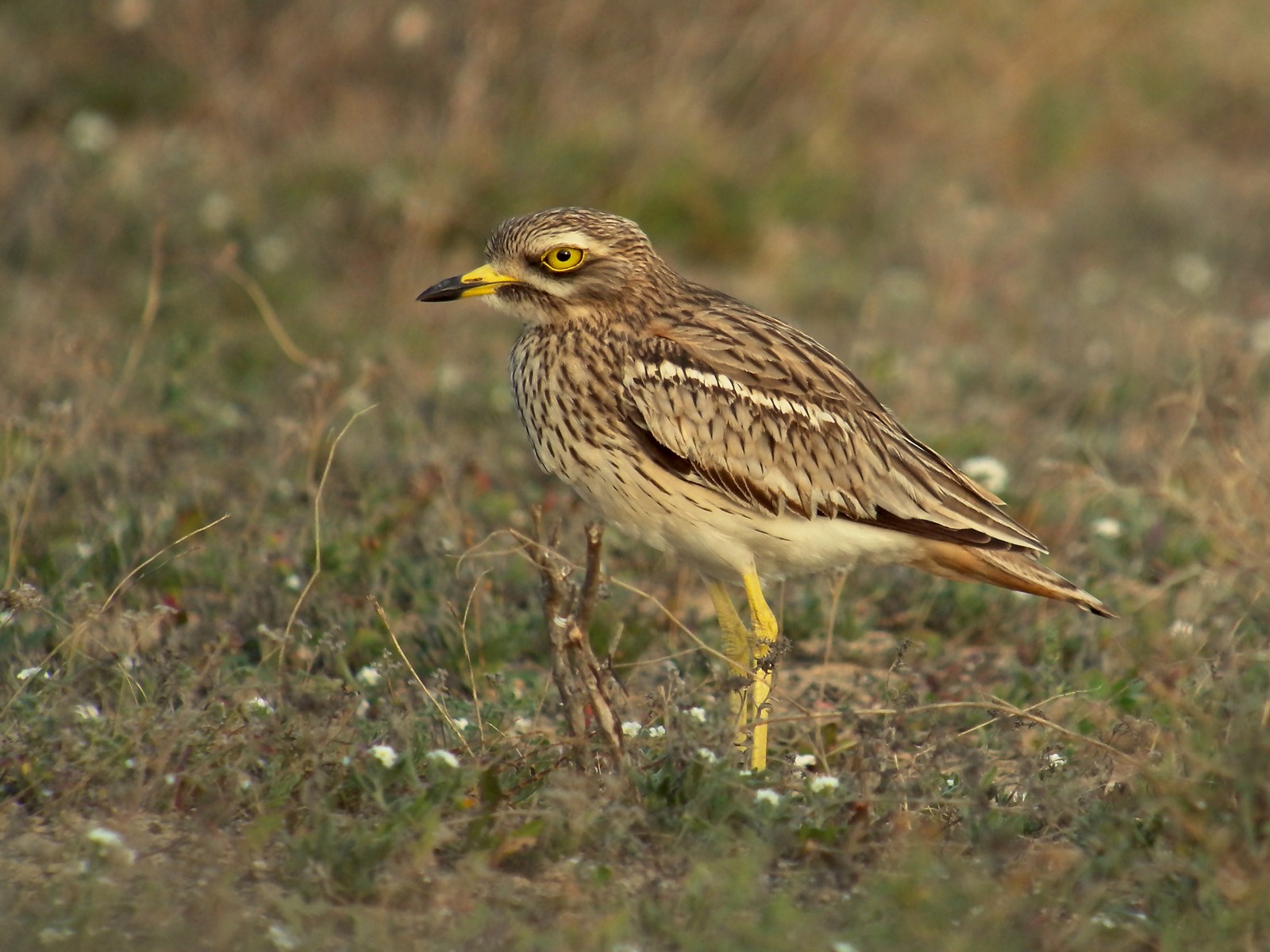 Stone Curlew (Burhinus oedicnemus)