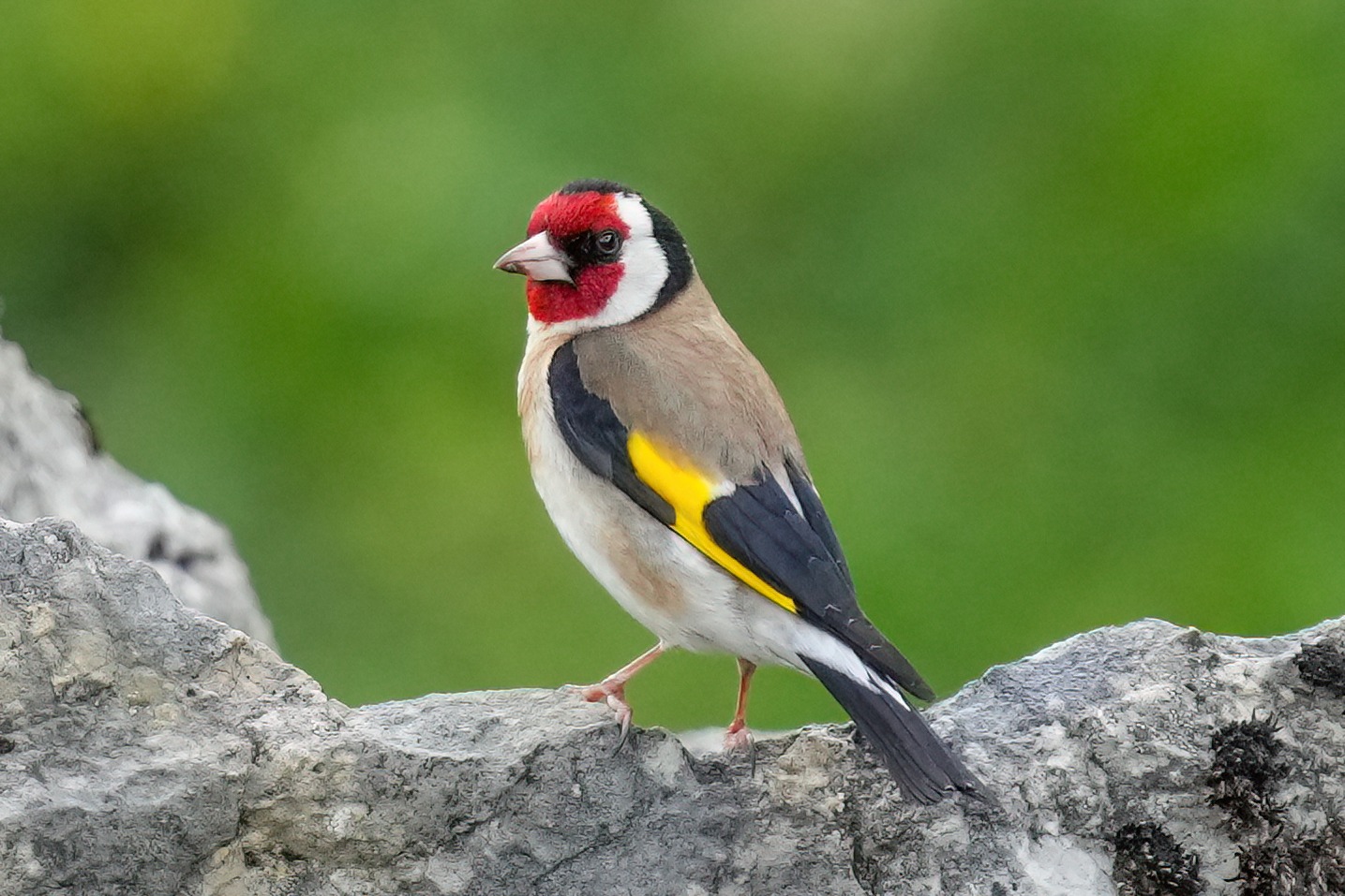 Goldfinch (Carduelis carduelis)