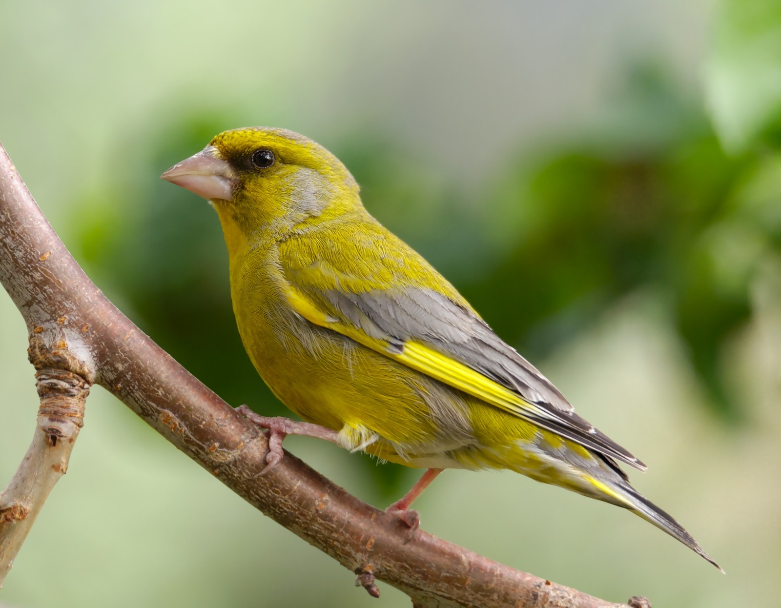 Greenfinch (Chloris chloris)