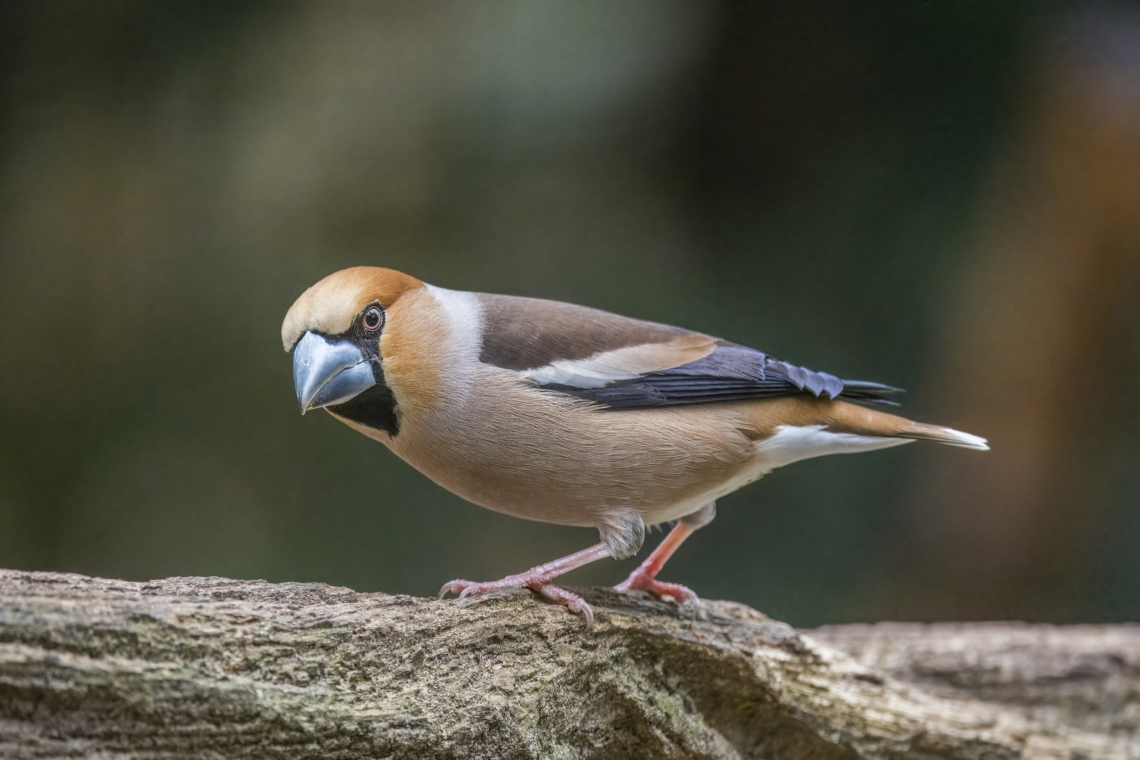 Hawfinch (Coccothraustes coccothraustes)