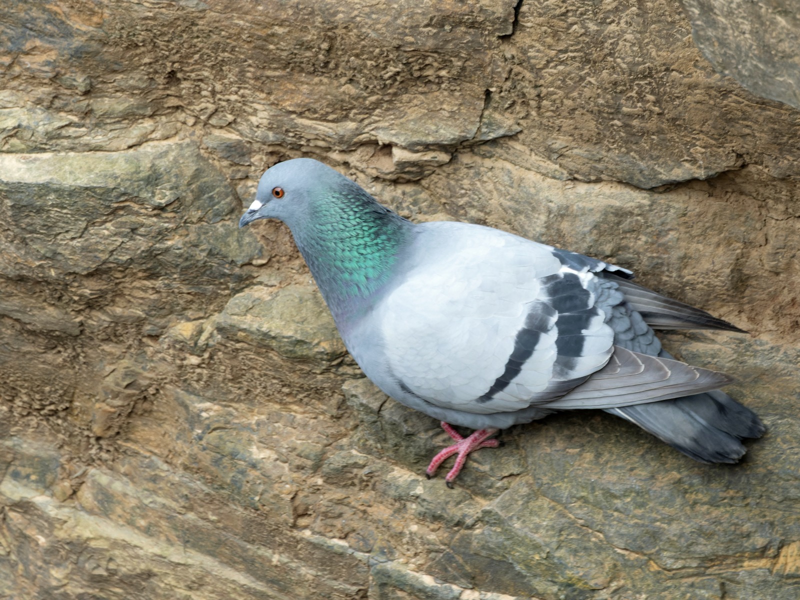 Rock Dove (Columba livia)