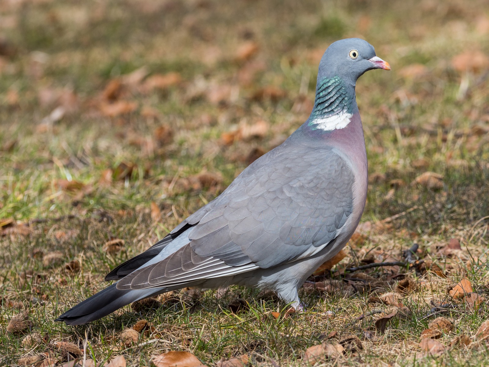 Wood Pigeon (Columba palumbus)