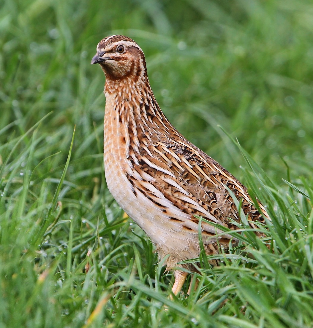 Quail (Coturnix coturnix)