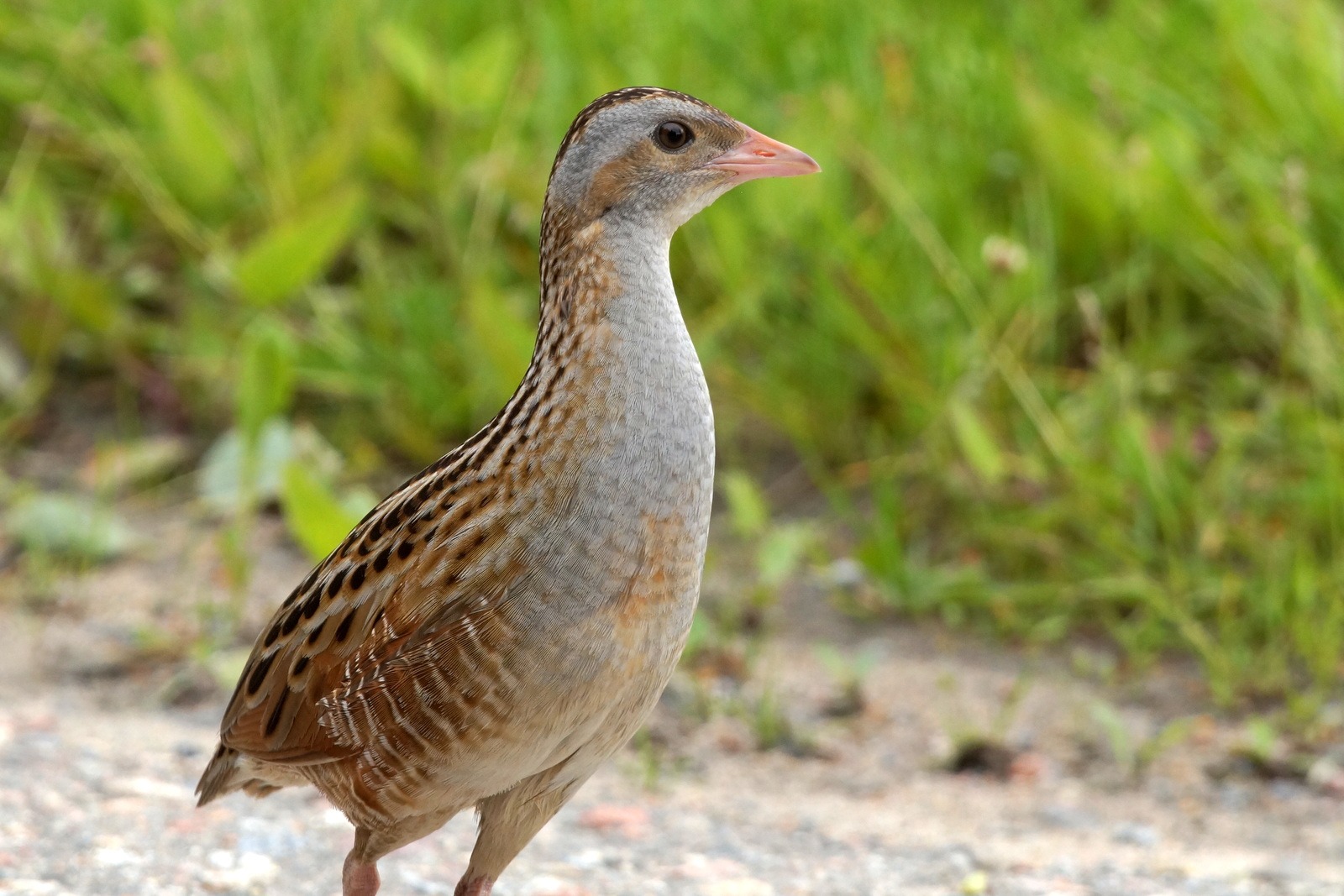 Corncrake (Crex crex)