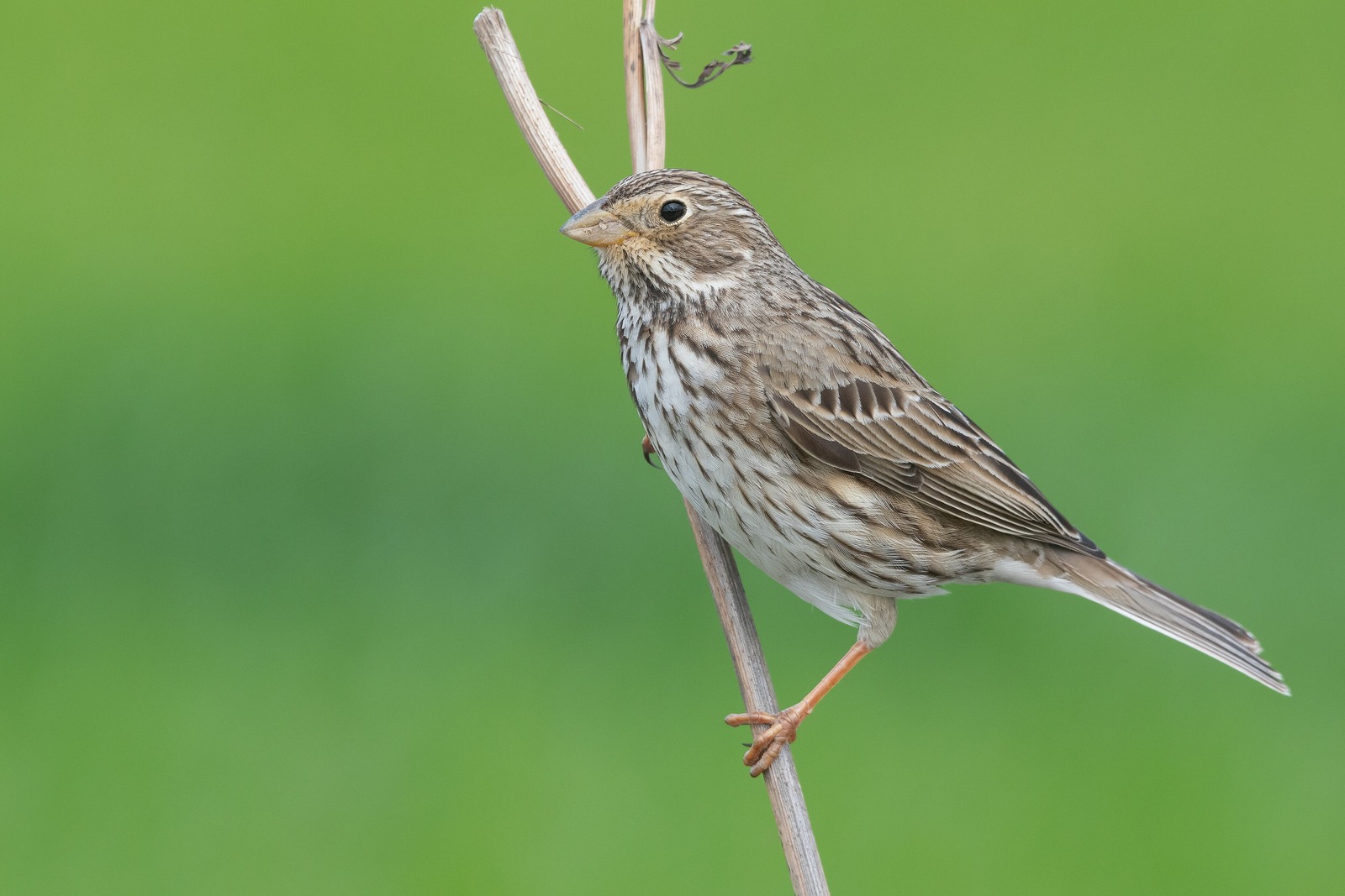 Corn Bunting (Emberiza calandra)