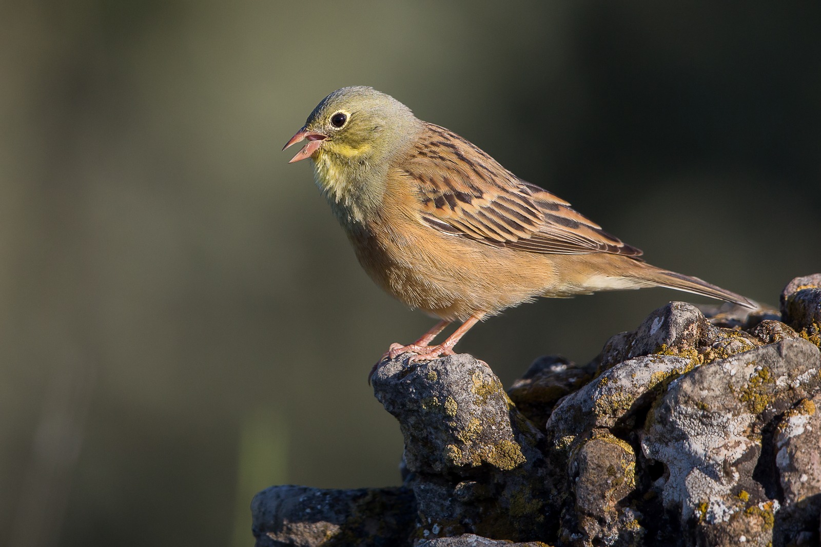 Ortolan Bunting (Emberiza hortulana)