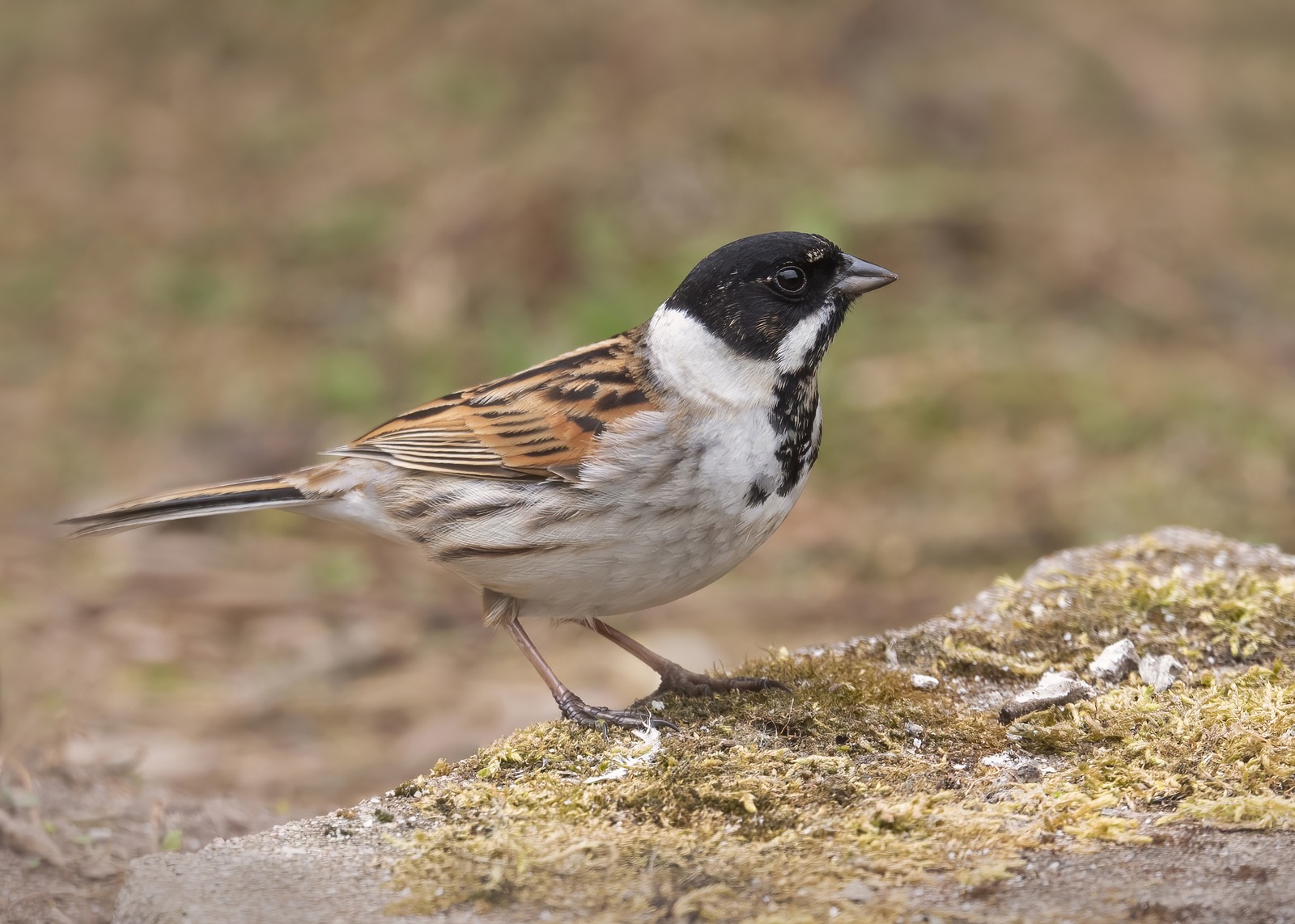 Reed Bunting (Emberiza schoeniclus)