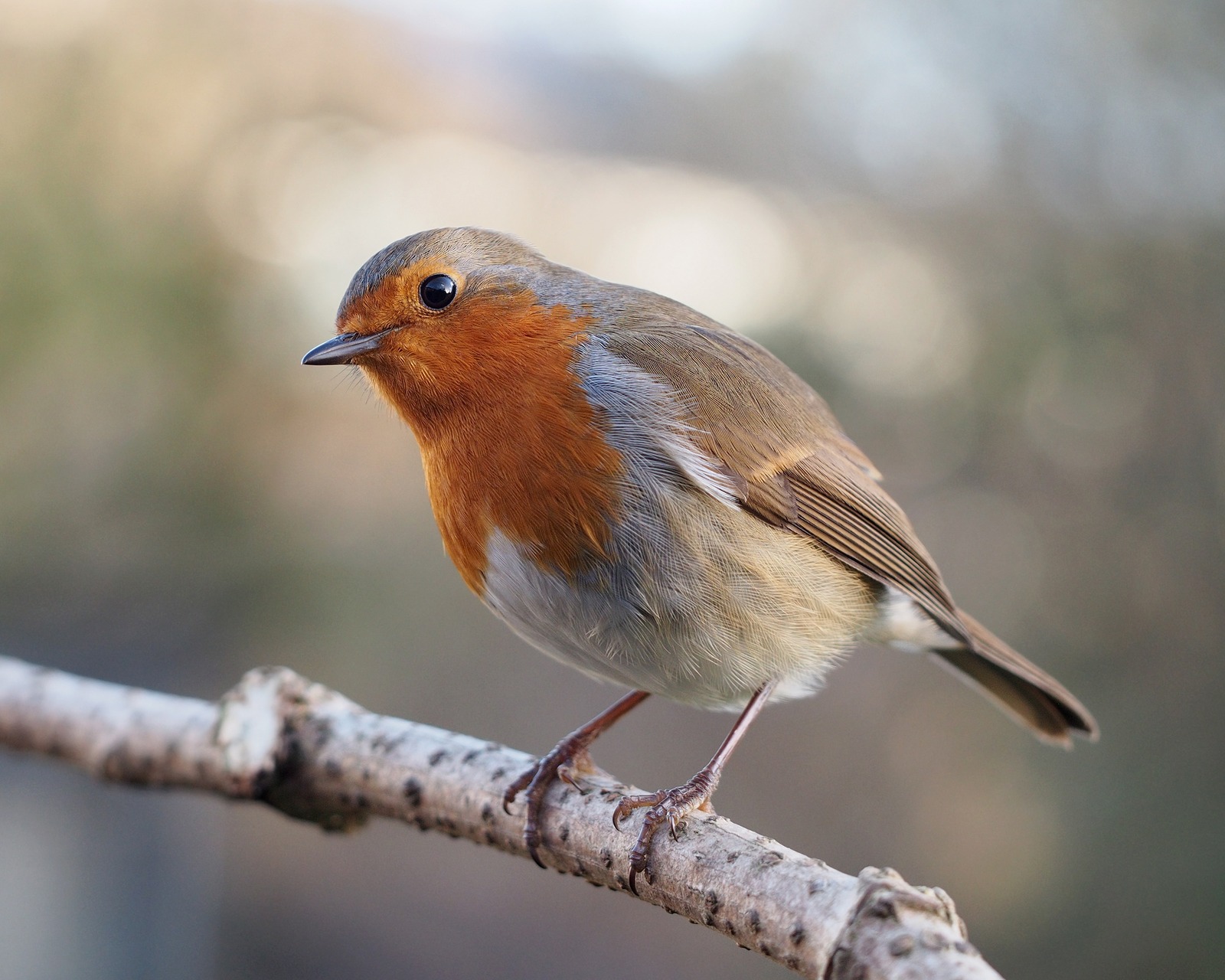 Robin (Erithacus rubecula)