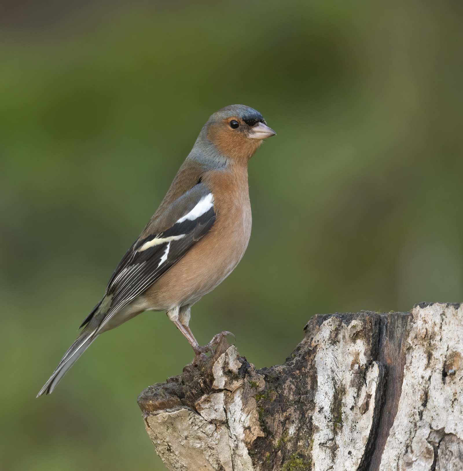 Chaffinch (Fringilla coelebs)