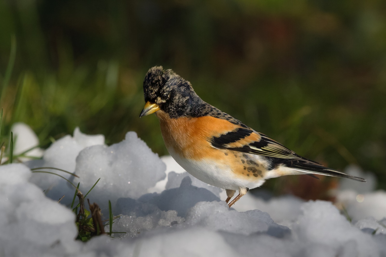 Brambling (Fringilla montifringilla)