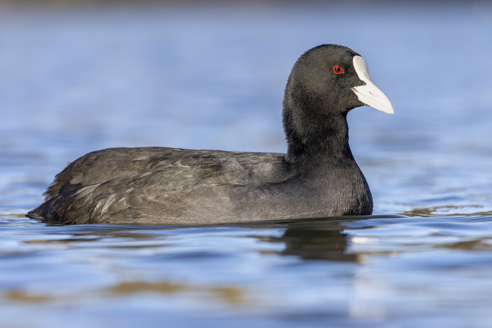 Coot (Fulica atra)