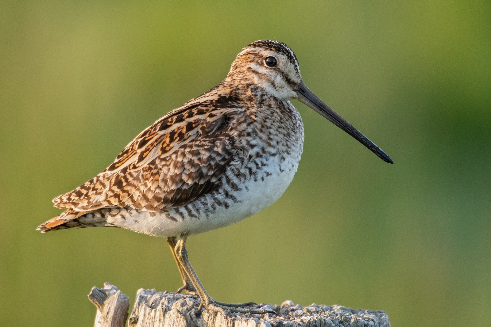 Common Snipe (Gallinago gallinago)