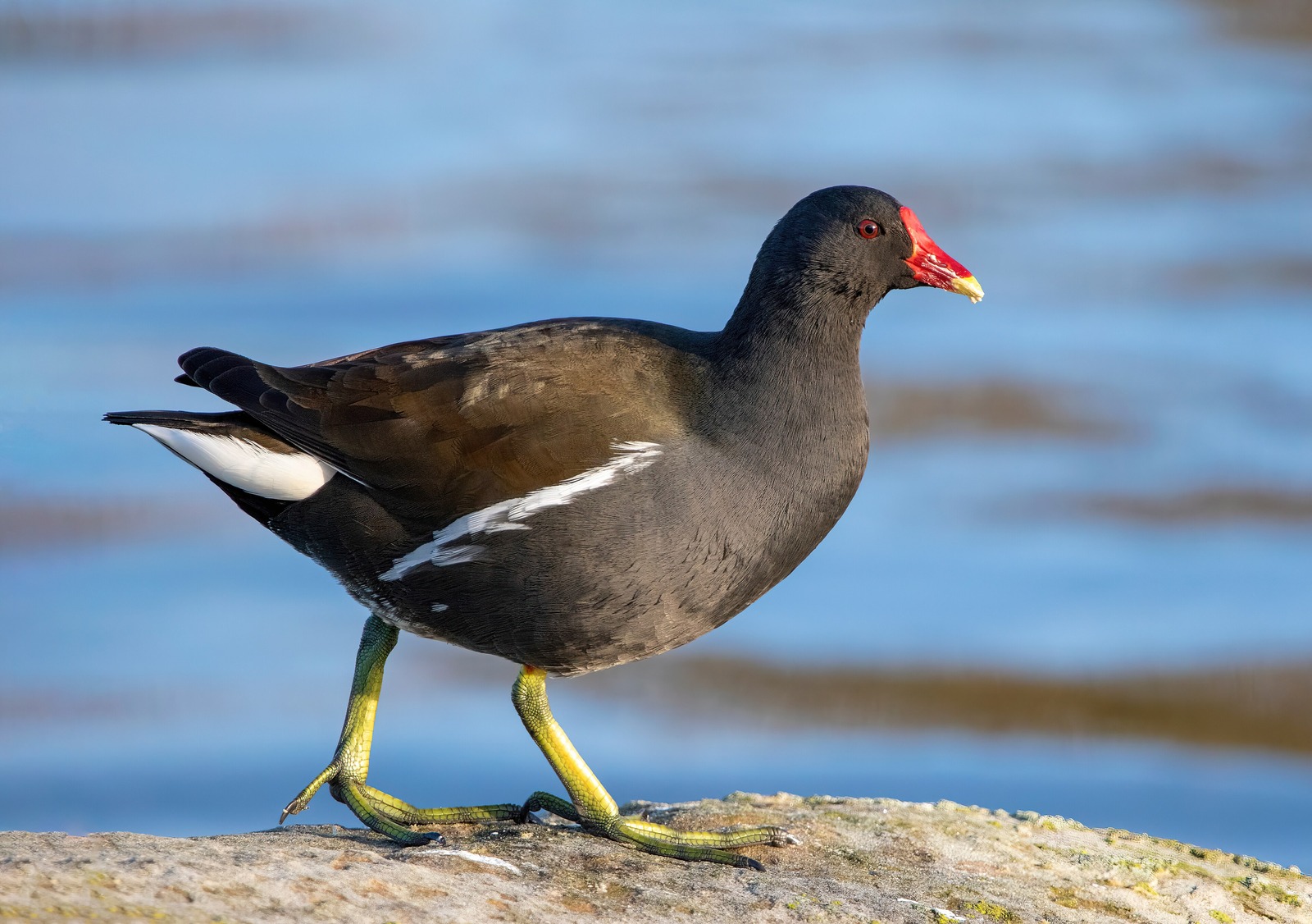 Moorhen (Gallinula chloropus)