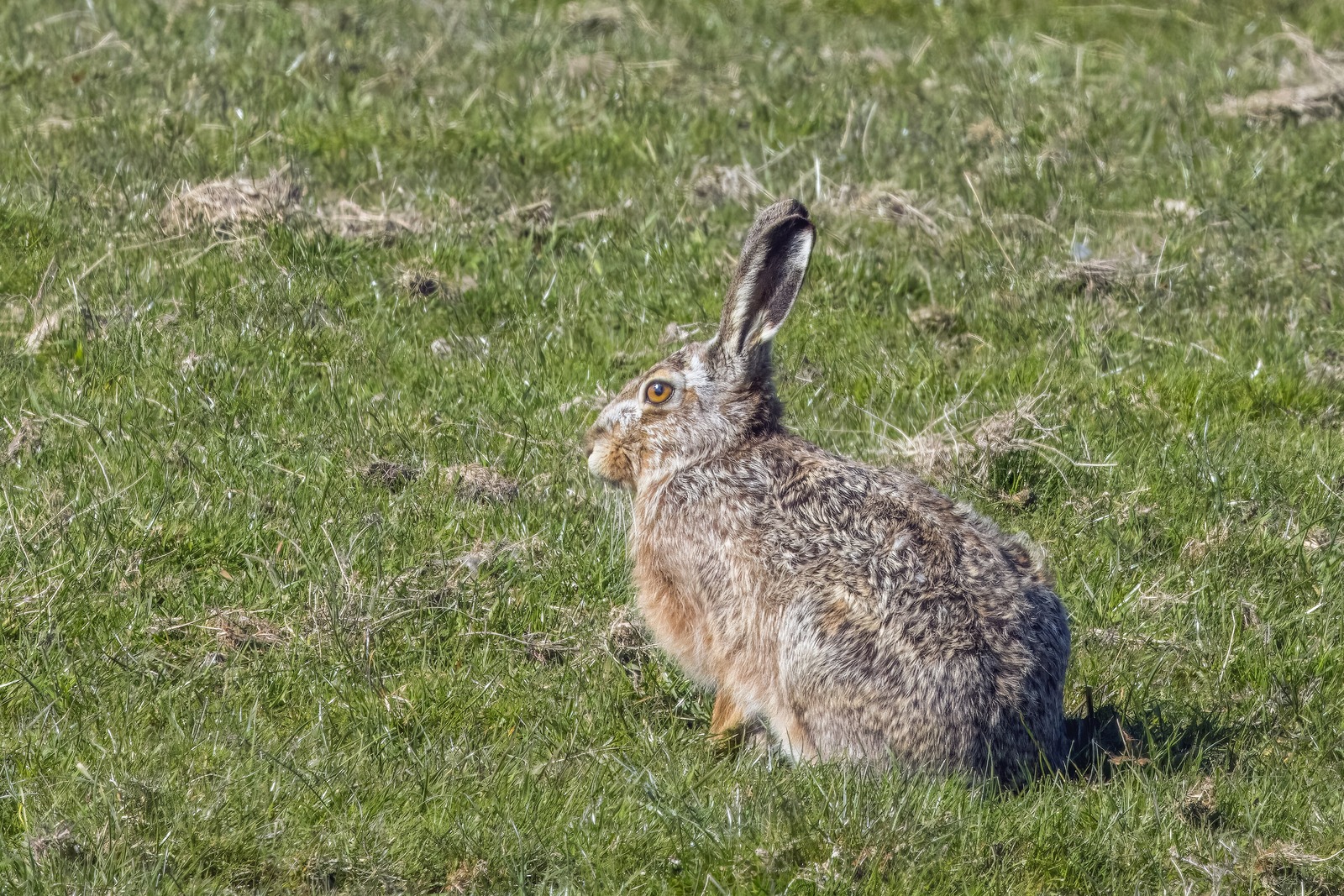 Brown Hare (Lepus europaeus)