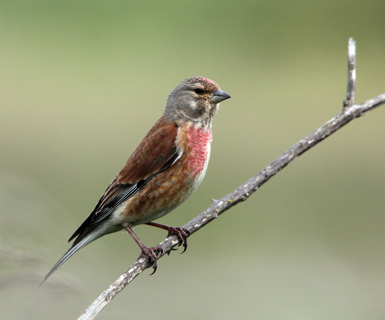 Linnet (Linaria cannabina)