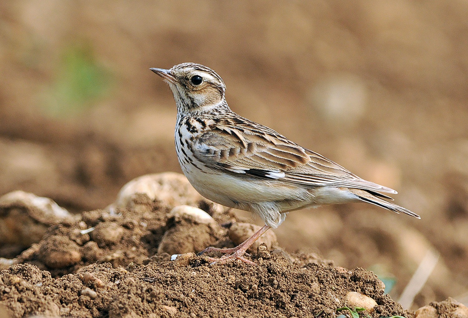 Wood Lark (Lullula arborea)