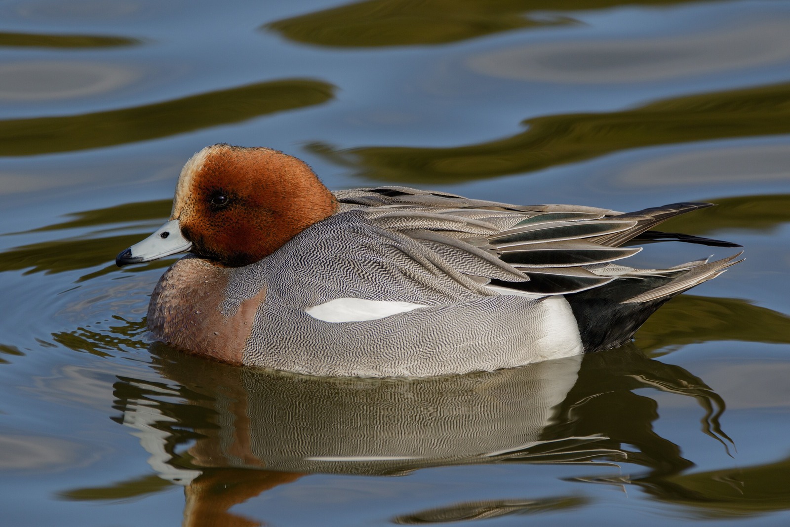 Wigeon (Mareca penelope)