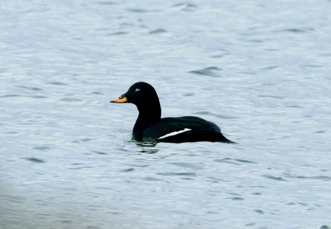 Velvet Scoter (Melanitta fusca)