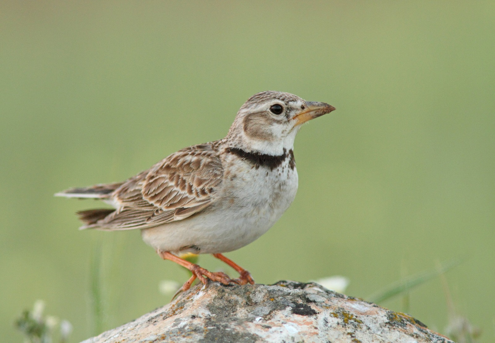 Kalanderlerche (Melanocorypha calandra)