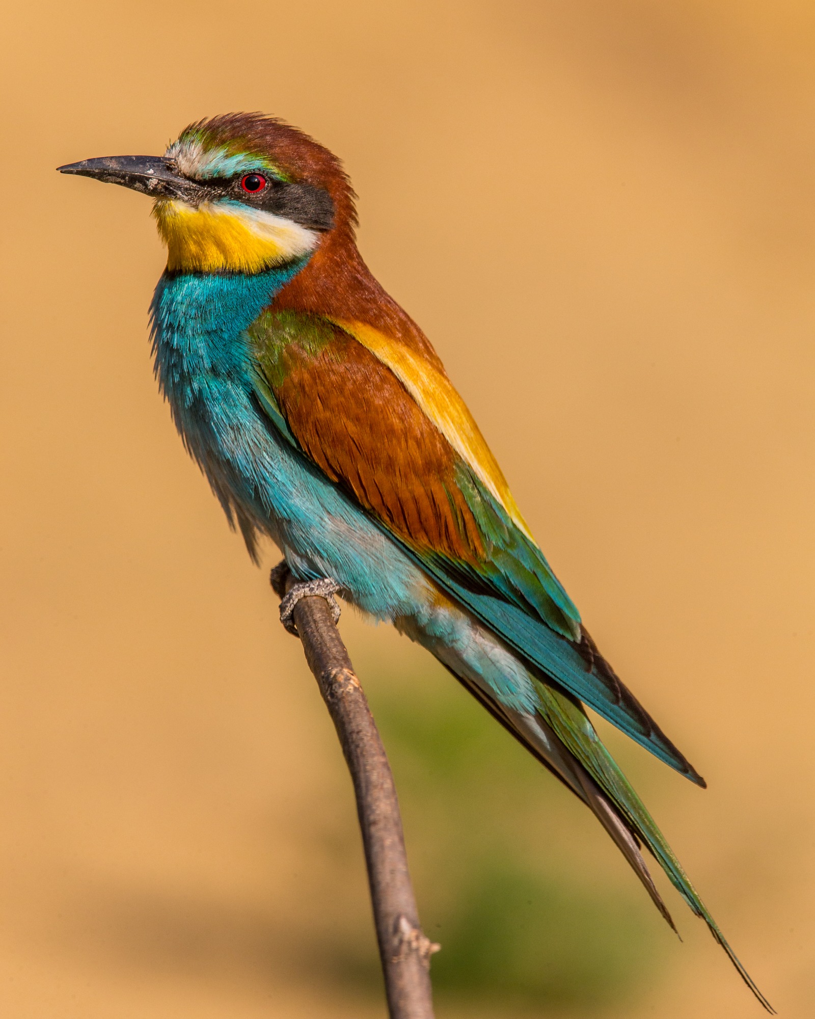 Bee-eater (Merops apiaster)
