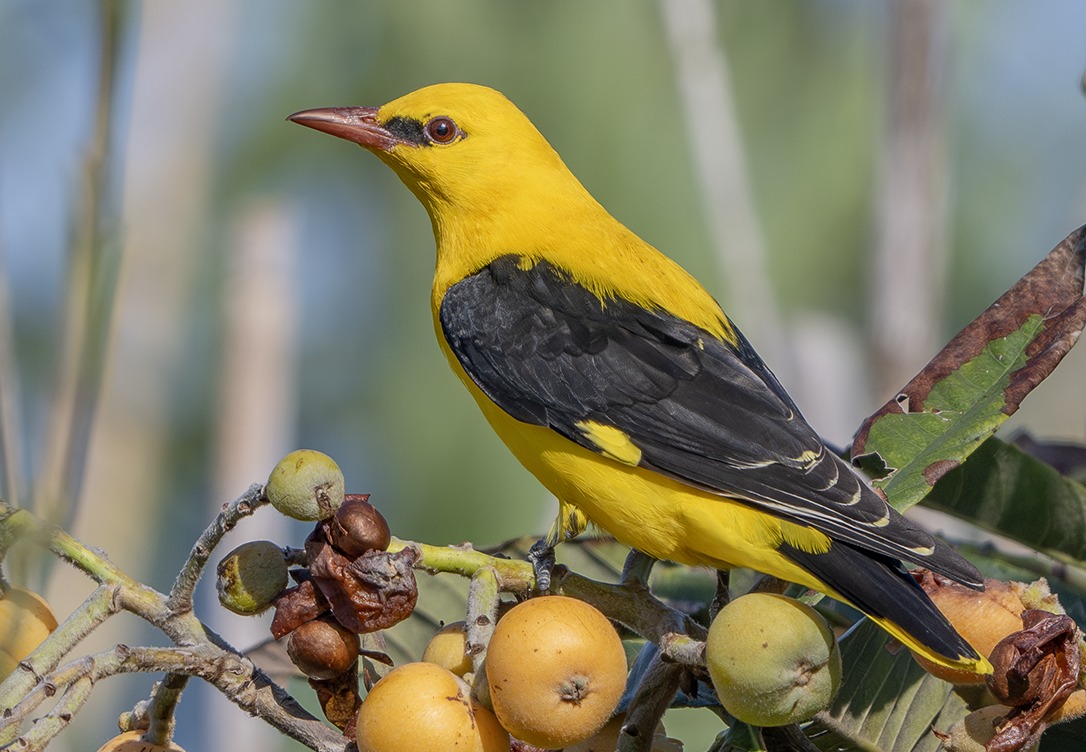 Golden Oriole (Oriolus oriolus)