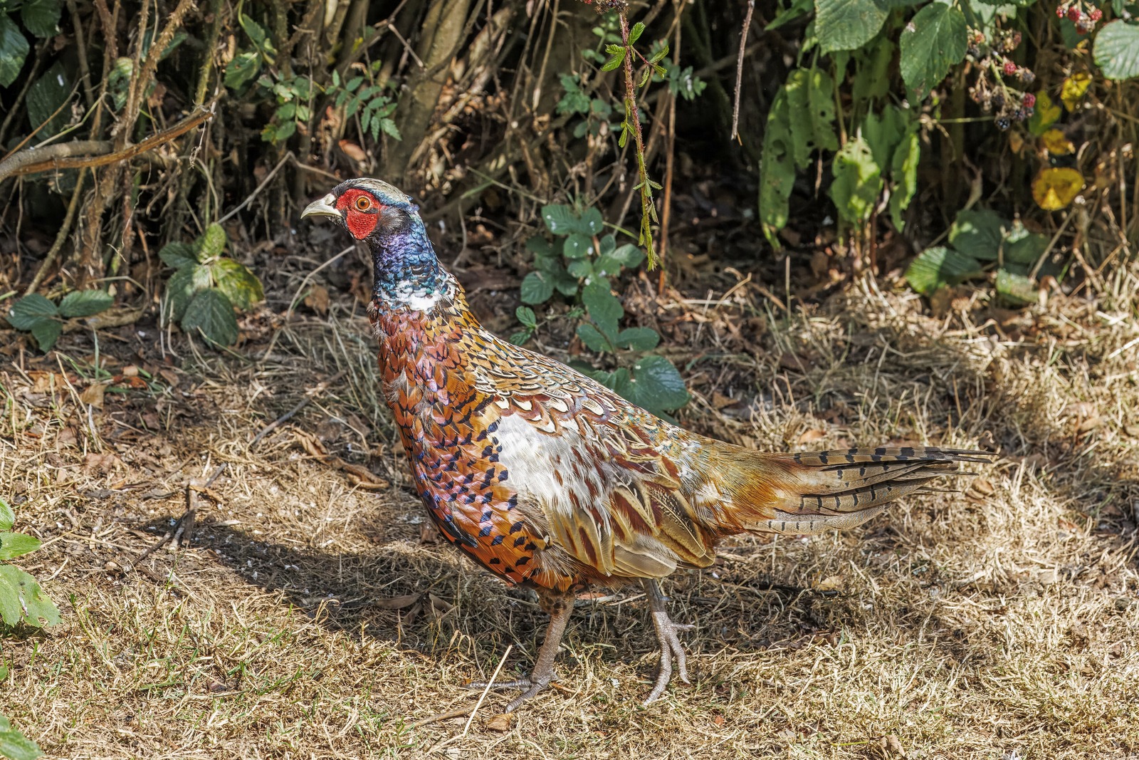 Pheasant (Phasianus colchicus)
