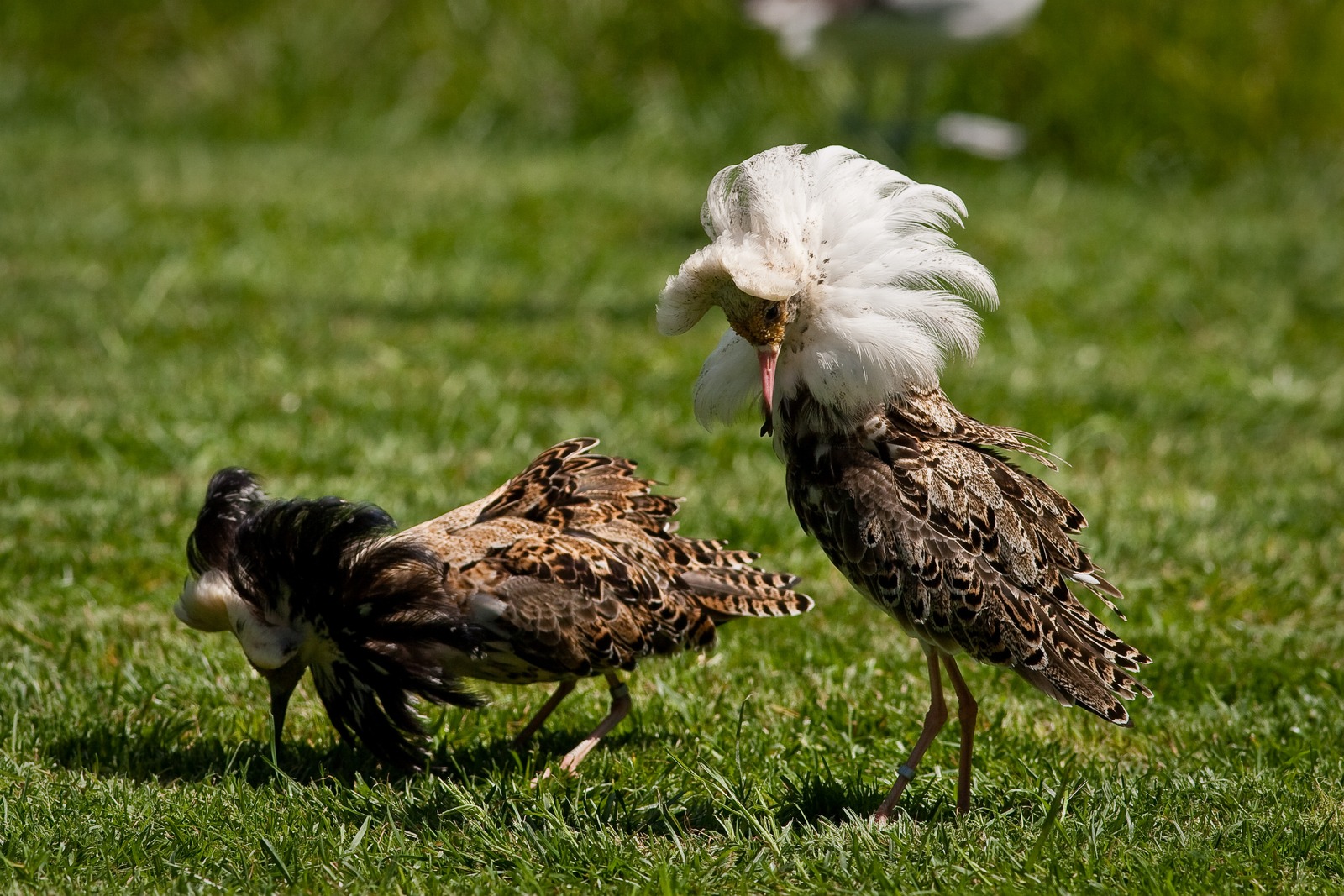 Ruff (Philomachus pugnax)