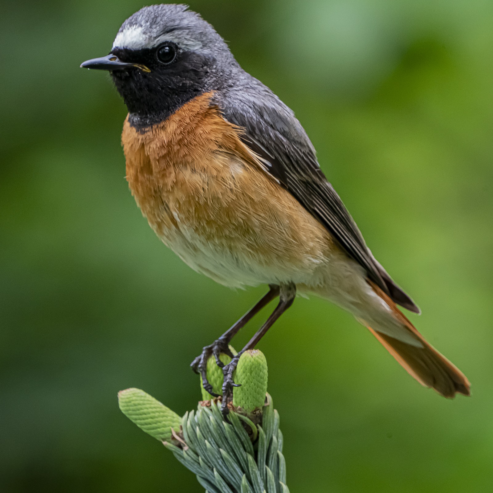 Gartenrotschwanz (Phoenicurus phoenicurus)