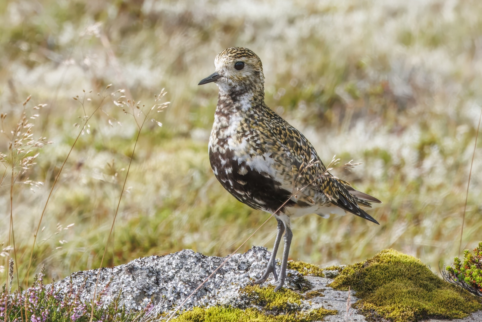 Golden Plover (Pluvialis apricaria)