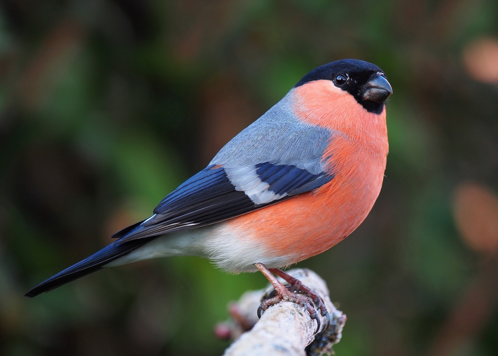 Bullfinch (Pyrrhula pyrrhula)