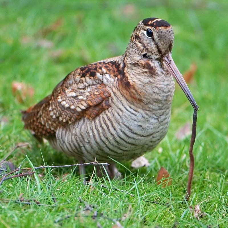 Woodcock (Scolopax rusticola)