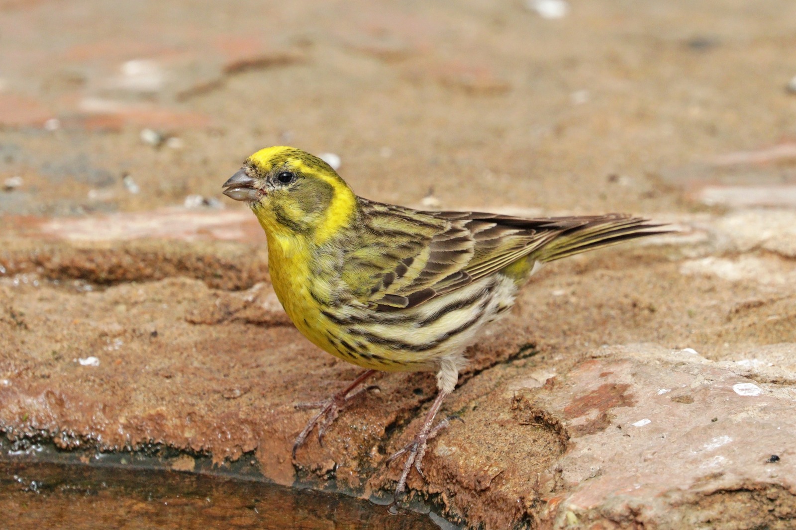 Serin (Serinus serinus)