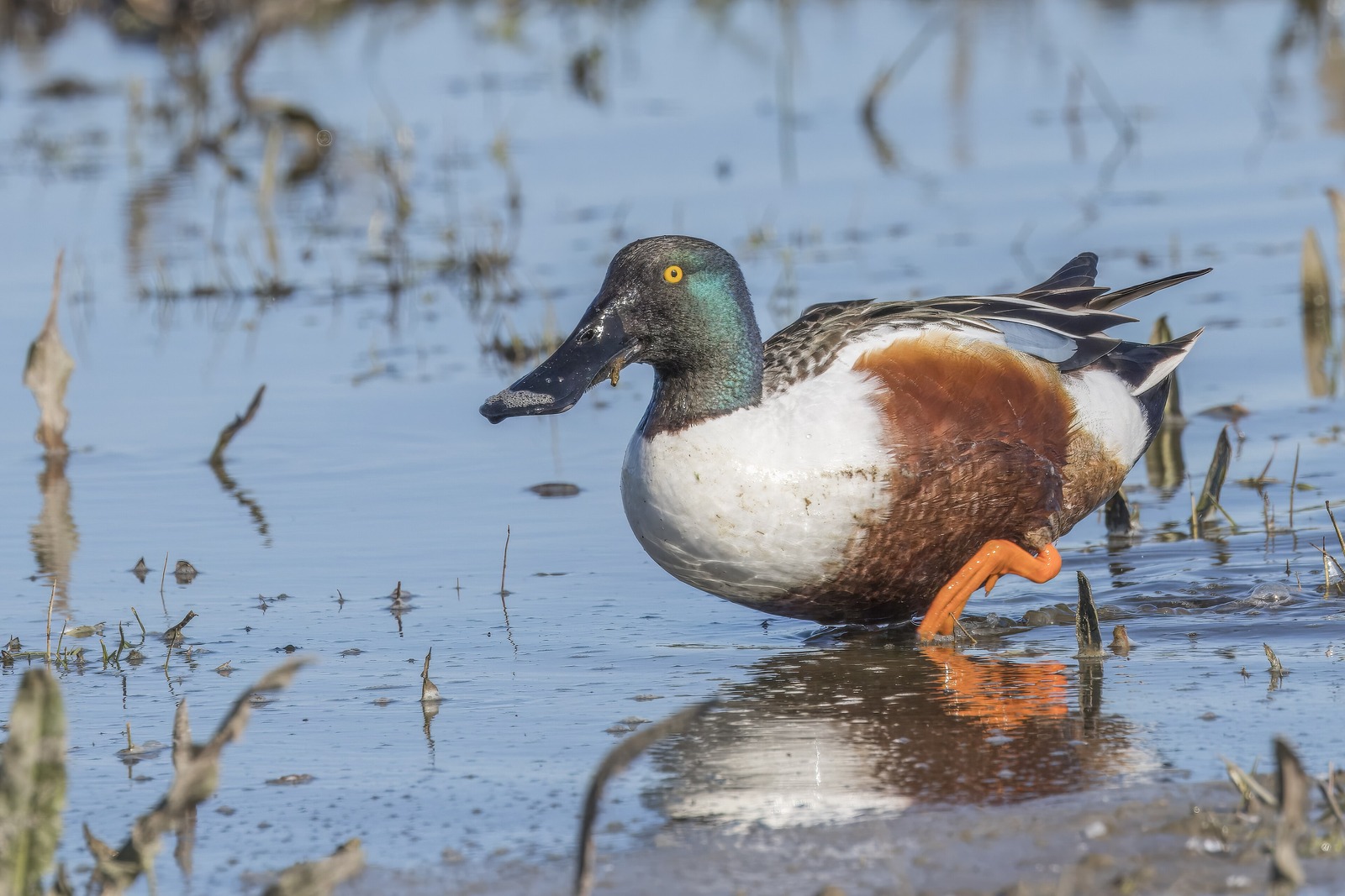 Shoveler (Spatula clypeata)