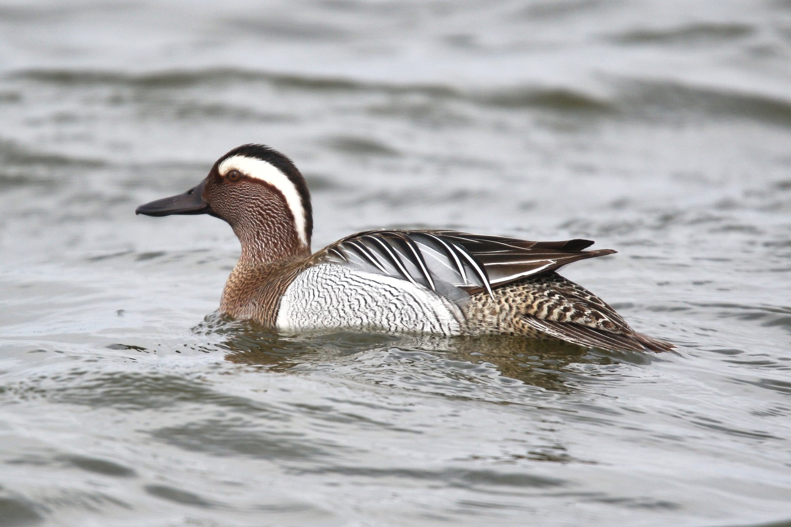 Garganey (Spatula querquedula)