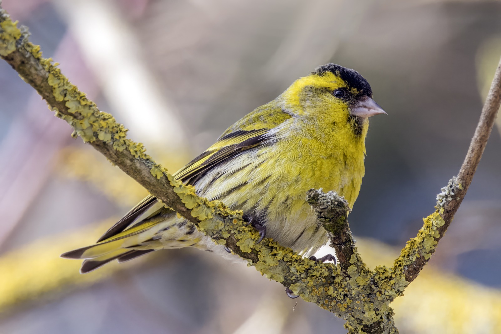 Siskin (Spinus spinus)