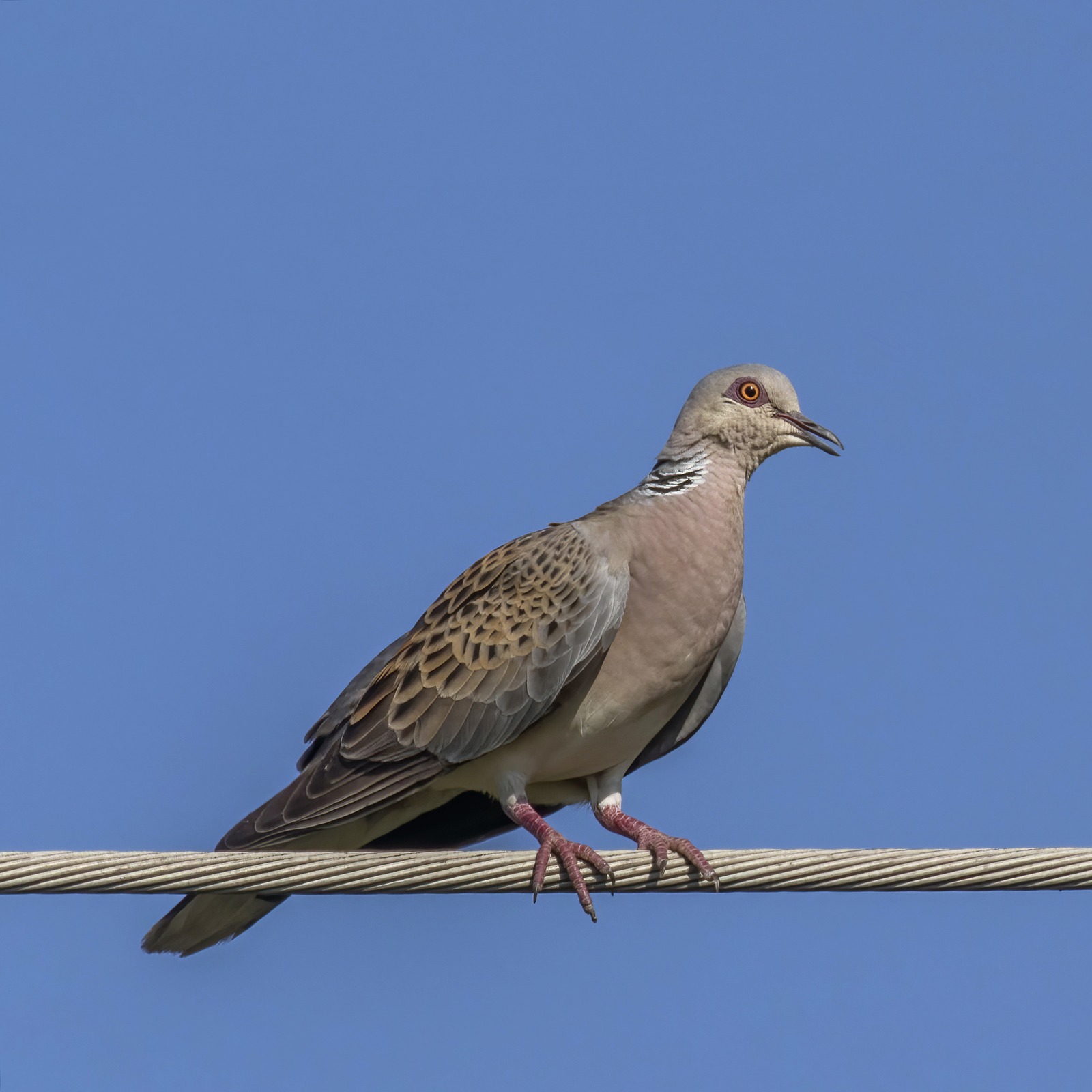 Turtle Dove (Streptopelia turtur)