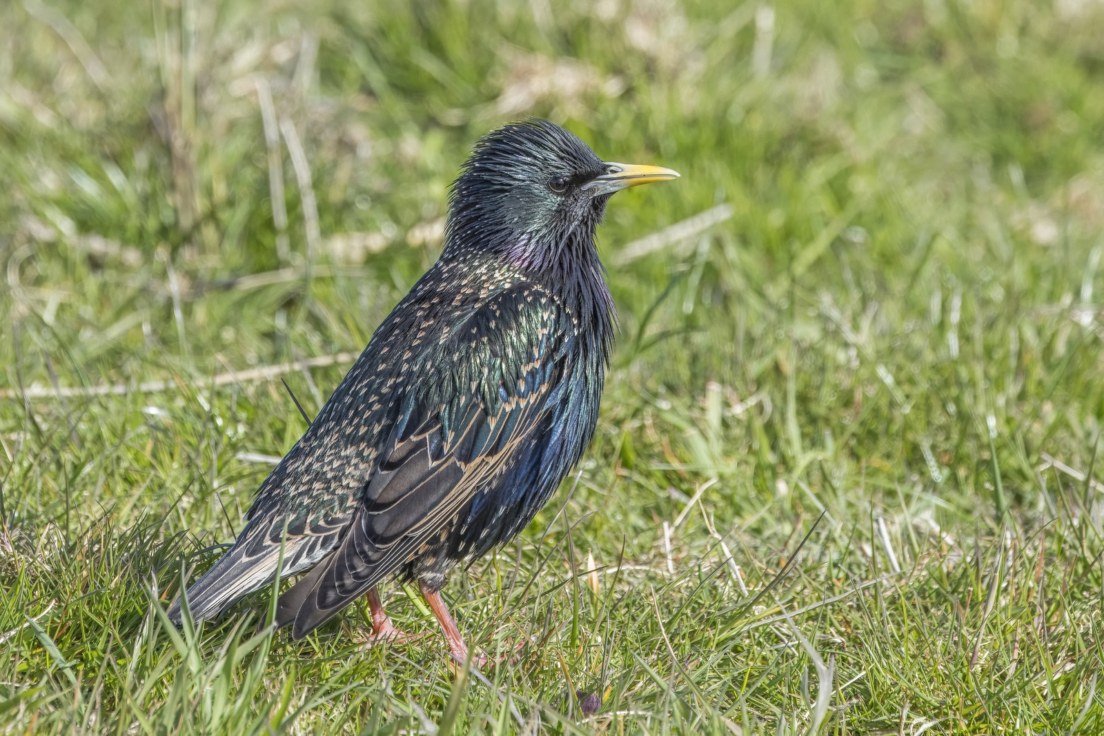 Starling (Sturnus vulgaris)